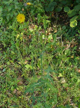 composita gialla - Sonchus sp.